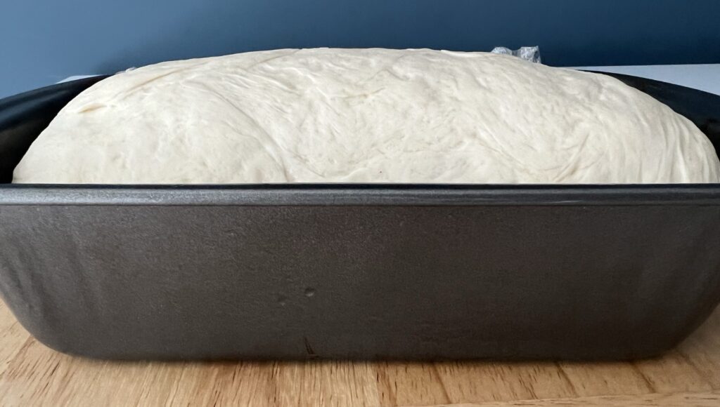 dough rising. Sourdough cinnamon raisin bread dough has risen 1 inch above the pan