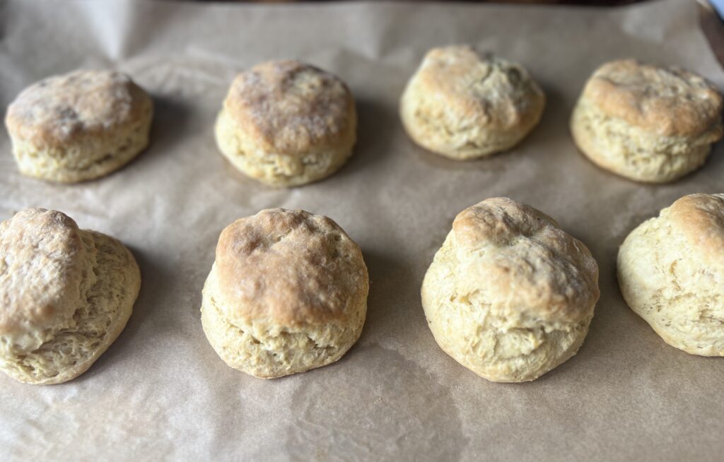 sourdough biscuits baked